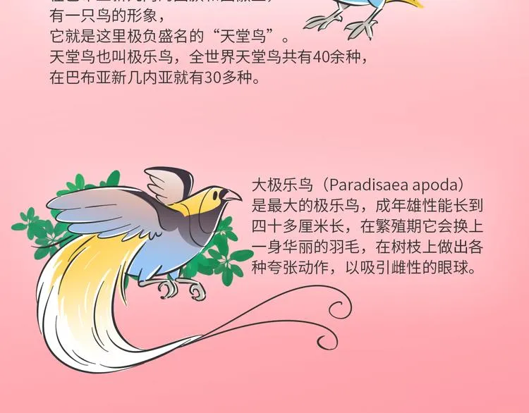 熊猫君录播漫画,科普番外——“天堂鸟”在哪里3图
